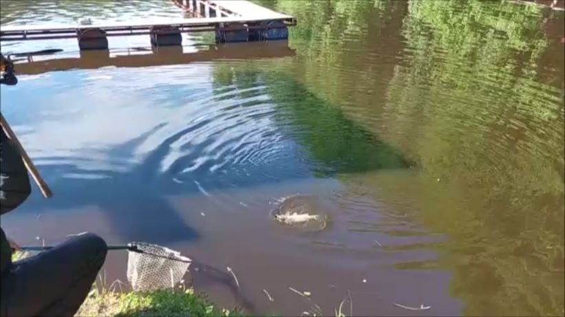 Карп клюёт аккуратно. Клёвое место, Лосиный остров, верхний водоём.