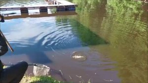 Карп клюёт аккуратно. Клёвое место, Лосиный остров, верхний водоём.
