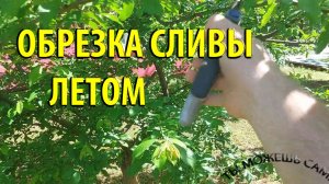 Как обрезать сливу летом правильно