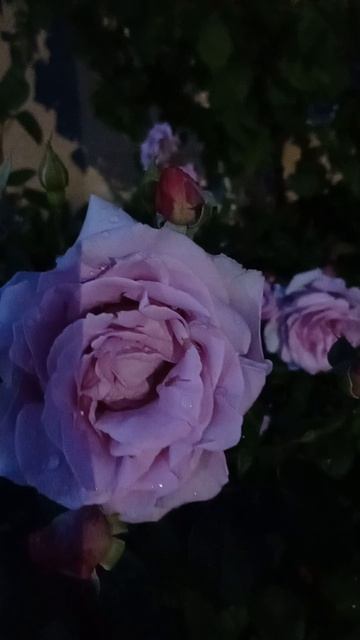 Розы рядом с домом  необыкновенного редкого цвета.