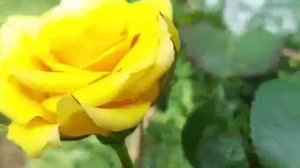 Песня баллада «Пчёлка и шмель» автор исполнитель А.И.Фишер, г.Евпатория лучшие песчаные пляжи, море.