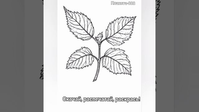 Раскраска. Березовый листок. Скачай, распечатай, раскрась!.mp4