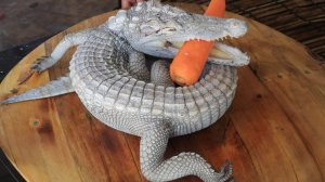Поймал и приготовил крокодила, очень вкусная еда