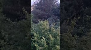 бедни котик((
