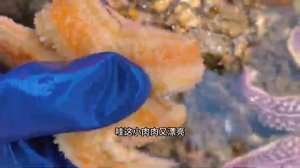 Сяочжан бросился к морю, бросил лужи, мутную воду, рыбу, сразу же обнаружил гнездо осьминога