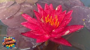 Нимфея Red Revolution (Красная революция) кувшинка, waterlily, водные растения, пруд