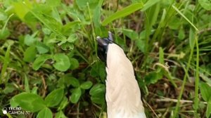 ,,Королева,, часть вторая