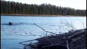 Медведь разнял дерущихся бобров в заповеднике в Ленобласти