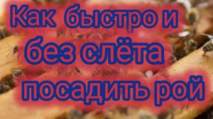 Как быстро и без слёта посадить рой 🐝