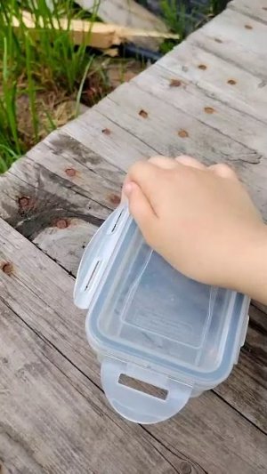 ночная бабочка
