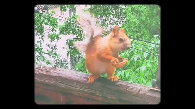 Squirrel Feeder смотреть онлайн