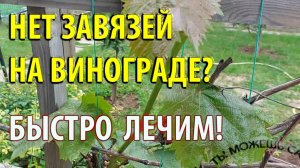 Нет завязей на винограде что делать? Смотрите видео Как быстро вылечить!