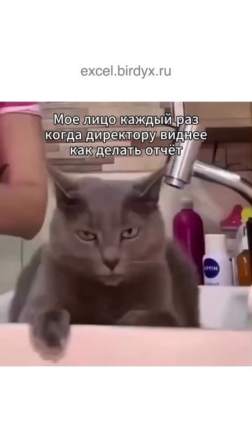 Коллеги, общий сбор 😆 #юмор #рекомендации #работа