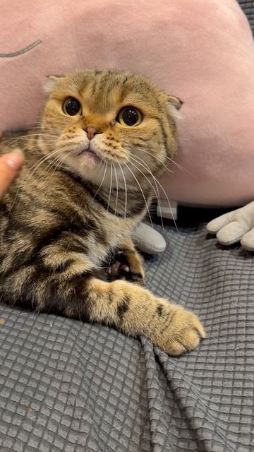 Забавная шотландская вислоухая кошечка 😺🐱