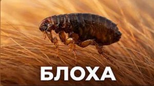 Не трогайте блох _ они всё ещё опасны. Чума.