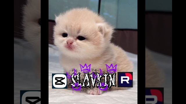 Ава SLAVKINY смотреть онлайн