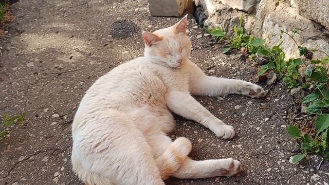 Котик Белянин🐈⬛ смотреть онлайн