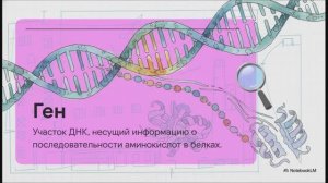 Биология 10 класс § 24 Пластический обмен биосинтез белков