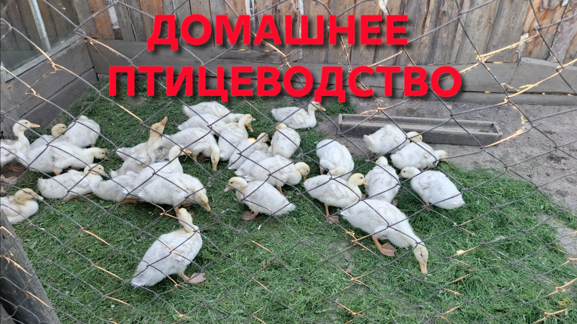 Это должен знать каждый птицевод Главное правило чтобы птица не болела
