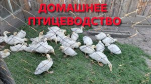 Это должен знать каждый птицевод Главное правило чтобы птица не болела