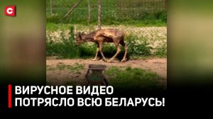 «ЭТО КОНЦЛАГЕРЬ!» Шокирующая правда о «Дукорском маёнтке»! Что делали с животными? | Итоги проверки