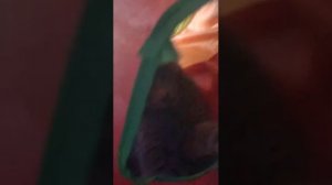 если к вам нагло пристаёт кот то делайте вот так