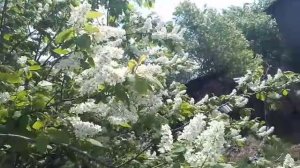 моё село 31 05 2026