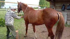 Небольшой влог. Побывали в деревне. Домашние животные. Природа благоухает.