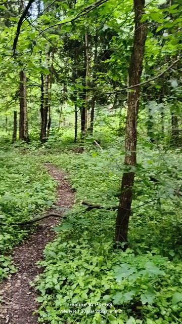 Прогулка в лесопарке 🌳🌲🌳🌲 30.05.2026 смотреть онлайн