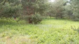 ⚡ Рязань ⚡ Как же хорошо в лесу ⚡