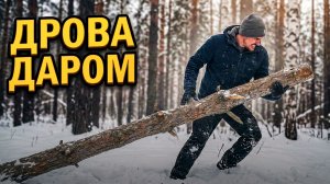 Валежник. Ищу валежник под снегом