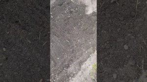 ЗОЛА и НАВОЗ Творят ЧУДЕСА в ТОРФЕ!Секрет зелёной дачи в Карелии/Прополка чеснока и пересадка свеклы