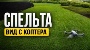 Спельта с высоты птичьего полёта | 10 гектар органики 🌾