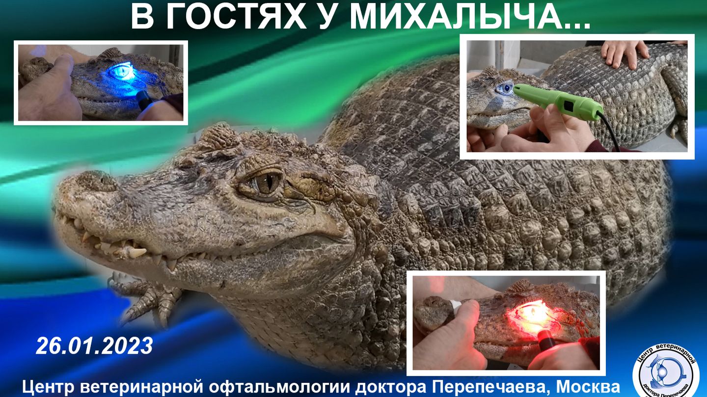 В гостях у Михалыча. Офтальмологическое обследование каймана