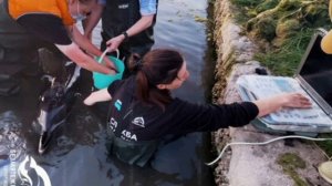 Волонтеры уже три дня спасают белобочек, выбросившихся на берег в районе Казачьей бухты Севастополя.