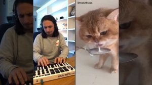 кошка пьет молоко, лучший сюжет для песни;