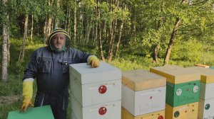 Подвожу итоги майского медосбора и выведения пчелиных маток