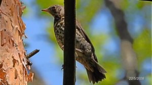 2026/5/22: Слёток дрозда на ветке сосны ждёт корма от родителей в зоне отдыха «Лесная» в Заречном