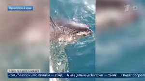 Неожиданный улов: у берегов Приморья из-за потепления появились гигантские тунцы.
