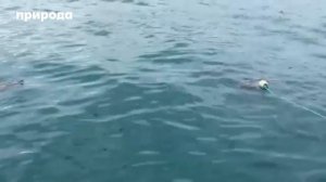 Акула 🦈 атакует