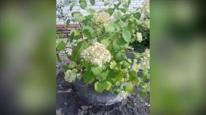 💞Хорошо в деревне летом💞(часть3)❤️Мама❤️🌹