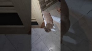 Накормила домашней курицей Снежка и Шоколадку