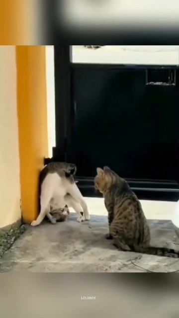 Sleepy Cats, Double Cat Chaos & Cats That Understand Every Word