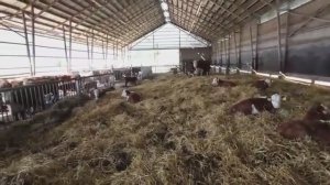 Поймал банду воришек Новорожденный чуть не погиб  Коровы воровки!