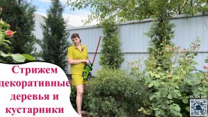 Большая стрижка хвойных и других декоративных