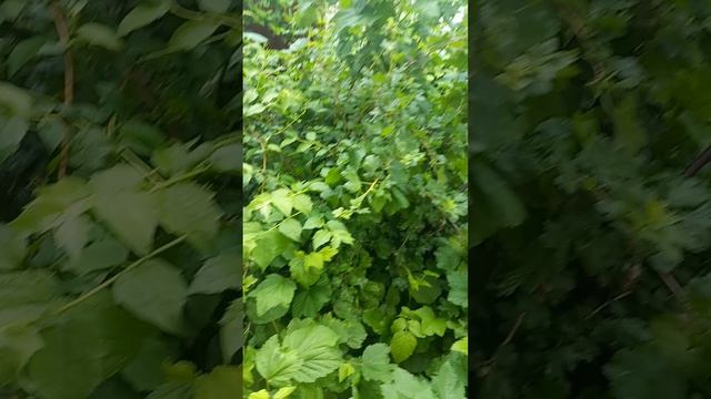 Путешествие по моему участку