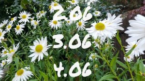 Лунный Календарь Комнатного Цветовода с1.06-7.06.26г.