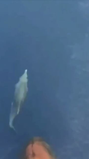 Дельфины