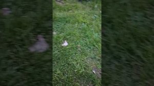 2801.mp4