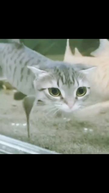 (Простите что пропала) УТИ КАКИЕ МИЛЫЕ 😍😍😍 #ии #рыбы#котики#которыбы